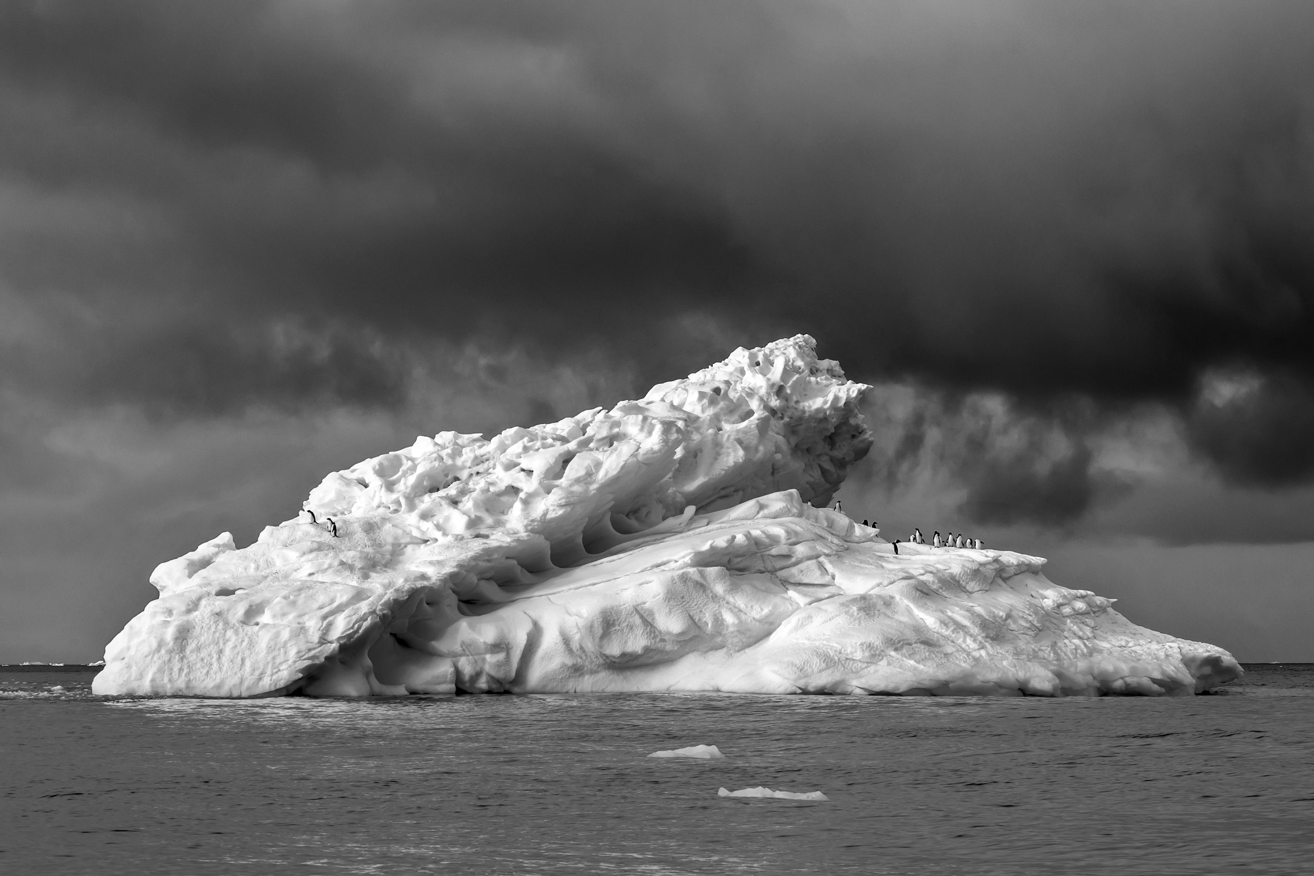 Penisola Antartica. Pinguini di Adelia (Pygoscelis adeliae), Adelie Penguins